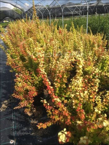 Berberis thu. 'Maria' VP18