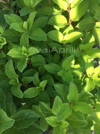 Hydrangea pan. 'Diamant Rouge' VP18