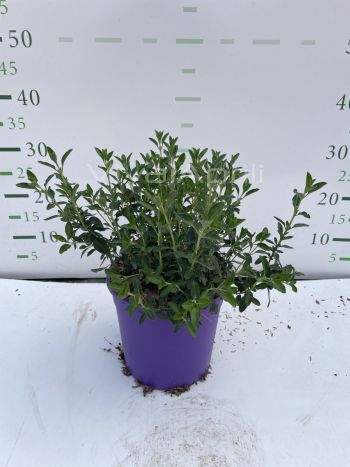 Foto in tempo reale della pianta