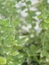Euonymus for. 'Emerald Gaiety' VP24