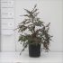 Cotoneaster procumbens 'Queen of Carpets' VP17