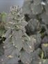 Ajuga rep. 'Burgundy Glow' VP18