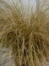 Carex com. 'Bronze Form' VP18