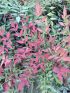 Nandina dom. 'Gulf Stream Rubra' VP18