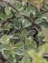 Abelia grandiflora 'Magic Daydream' VP19