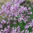 Tulbaghia Violacea Dark Star