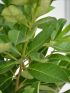 Prunus lauroc. 'Rotundifolia' VP20