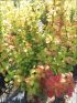 Berberis thu. 'Maria' VP18