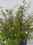 Abelia gra. 'Little Beauty' VP18