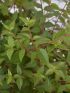 Abelia gra. 'Little Beauty' VP18