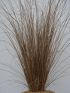 Carex buch. 'Red Rooster' VP18