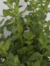 Viburnum tinus VP24