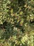 Abelia gran. varieg. bianca VP18