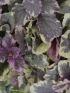 Ajuga rep. 'Sugar Plum' VP18