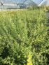 Euonymus for. 'Emerald Gaiety' VP24