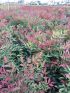 Nandina dom. 'Gulf Stream Rubra' VP18