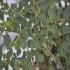Cotoneaster proc. 'Queen of Carpets' VP17