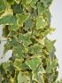 Hedera helix 'Goldchild' VP18