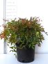 Nandina dom. 'Gulf Stream Rubra' VP24