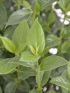 Viburnum tinus VP24