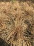 Carex com. 'Bronze Form' VP18