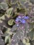 Ajuga rep. 'Sugar Plum' VP18