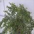 Cotoneaster proc. 'Queen of Carpets' VP17