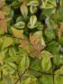 Abelia gra. 'Kaleidoscope' VP18