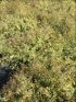 Abelia gran. varieg. bianca VP18