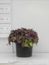 Ajuga reptans 'Burgundy Glow' VP19