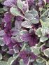 Ajuga rep. 'Burgundy Glow' VP18