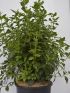 Viburnum tinus VP24