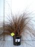 Carex buch. 'Red Rooster' VP18