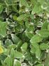 Euonymus for. 'Emerald Gaiety' VP24