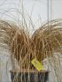 Carex com. 'Bronze Form' VP18