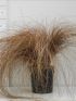 Carex comans 'Bronze Form' VP19