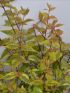 Abelia gra. 'Kaleidoscope' VP18