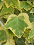 Hedera helix 'Goldchild' VP18