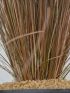 Carex buch. 'Red Rooster' VP18
