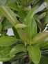 Viburnum lucidum VP18