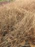 Carex buch. 'Red Rooster' VP18