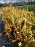 Berberis thu. 'Maria' VP18