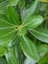 Pittosporum tobira 'Nanum' VP24