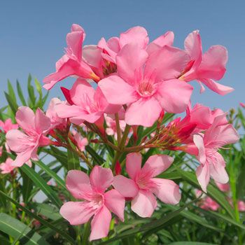 Oleandro - Speciali - Coltivare Oleandro - Fiori Oleandro