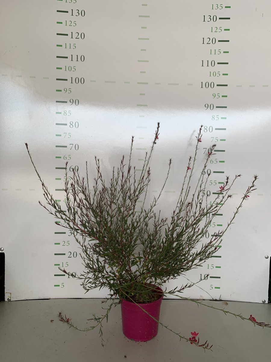 Gaura lindehimeri 'Gambit rose'