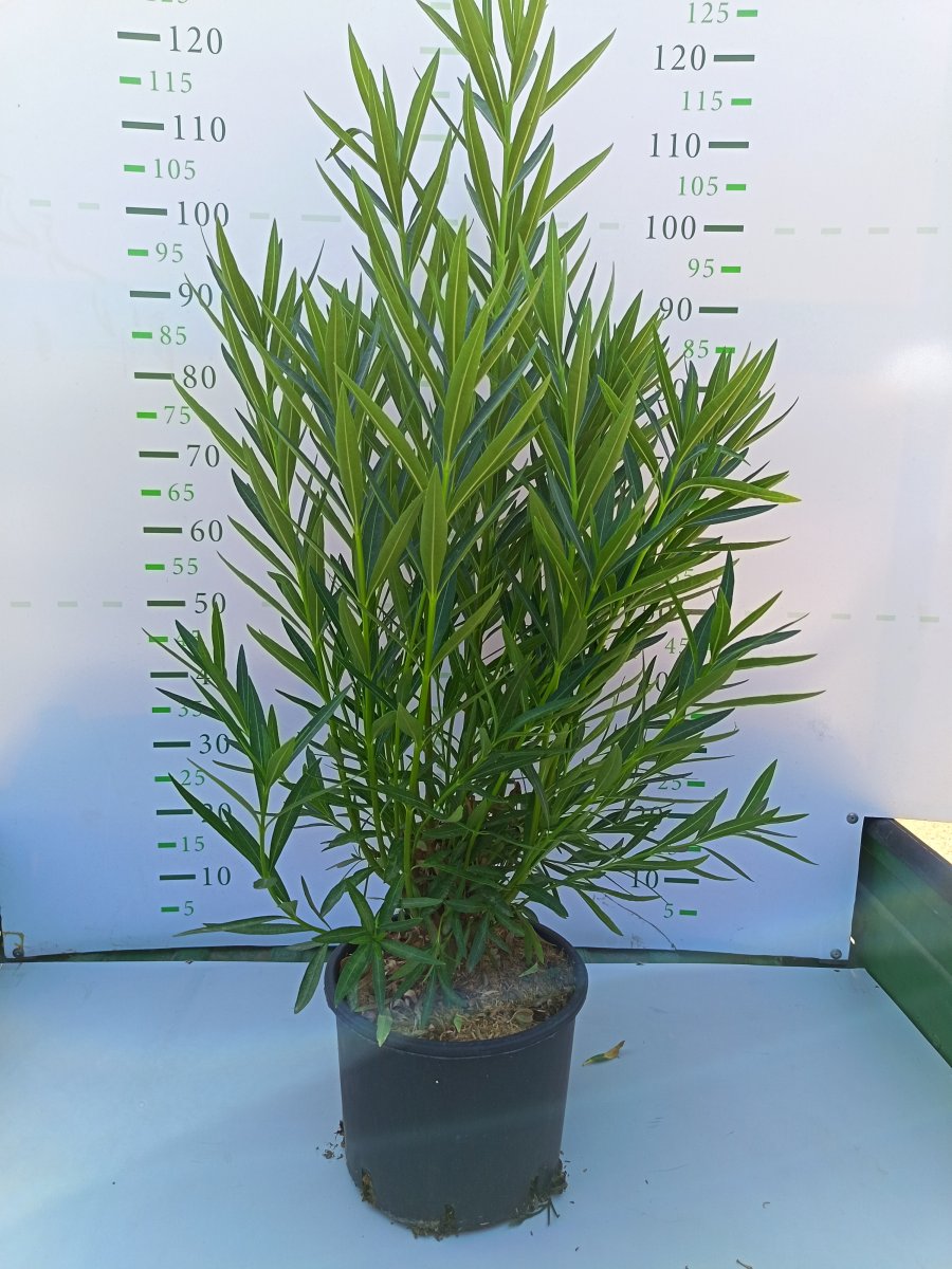 Nerium oleander  'Toulose'