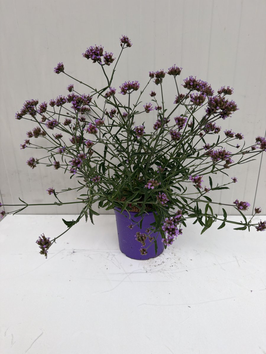 Verbena bonariensis  'Lollipop'
