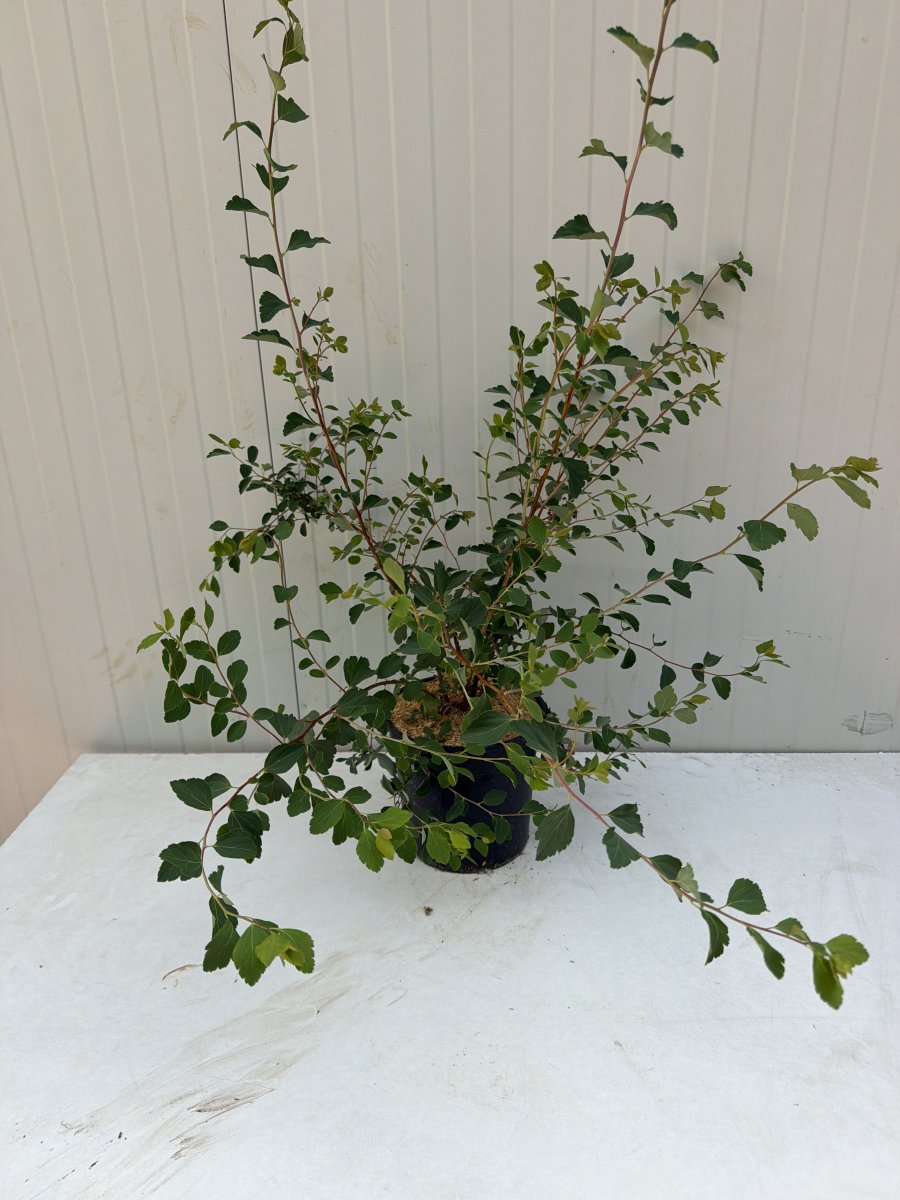 Spirea vanhouttei 