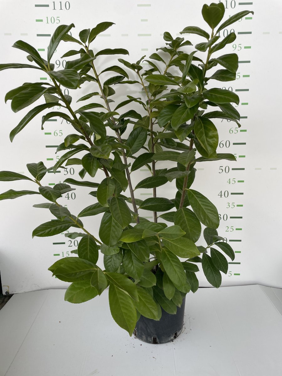 Prunus laurocerasus 'Novita'