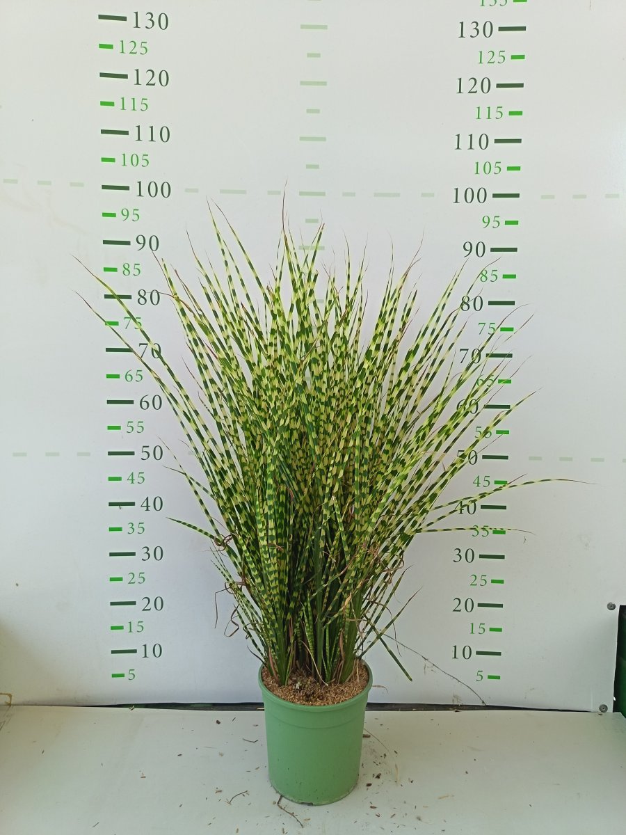 Miscanthus sinensis  'Gold Bar'